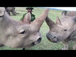 Heart Warming Story Featuring Three Rhinoceros