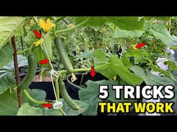 Do This NOW And Your Cucumbers Will NEVER STOP Producing!