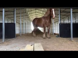 Rescue Belgian Draft Sees His Stall First Time!