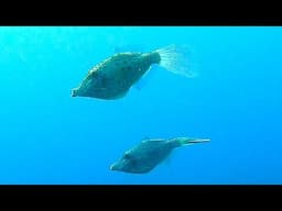 Scrawled filefish are beautiful and bizarre