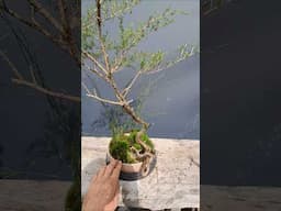 Nature did this! #bonsai #trees #kunzea