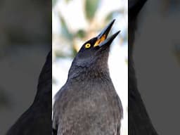 Currawongs Singing 🎵🎶