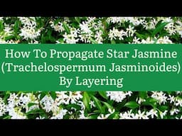 How To Propagate Star Jasmine By Layering, How To Propagate Trachelospermum Jasminoides By Layering