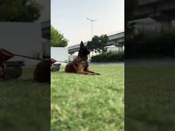 Belgian Malinois @UnleashD