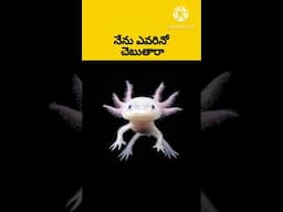 🦕 Axolotl is wierd lizard