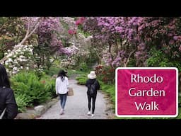 Amazing Rhododendron Walk: The Glades Woodland Garden