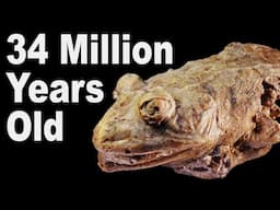 5 Prehistoric Animals Found As Mummies