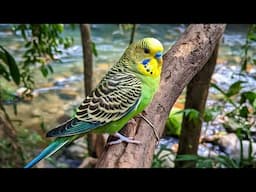 Budgerigar Birds Proper  Care In This Summer   ? By@santanubirdscare
