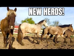 We Are Changing Things Up! The Herd Is Being Moved Around