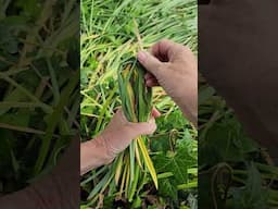 Daffodil Leaves, cut them or leave them?