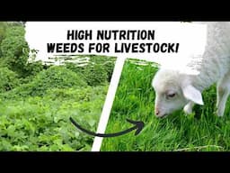 High Nutrition Backyard Weeds to Feed Livestock!