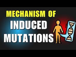 Mechanism of induced mutations | Molecular biology