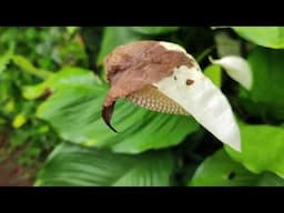 Happy Easter / Everyone / Peace Lillies  / Plants Care
