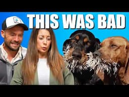 Bloodhounds vs. Porcupine  - PRO Dog Trainers React