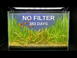 383 Days Old Low Tech Nano Tank Care • No Filter, No Co2, Dirted Tank