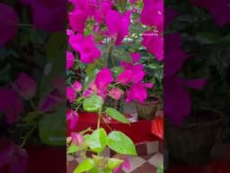 বসন্তের প্রথম বৃষ্টি ❤️ #sawan #dooars