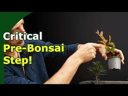 Avoid these mistakes and grow better bonsai from seed or cutting