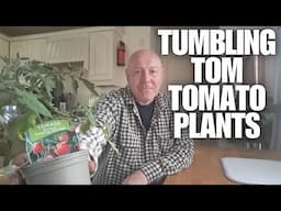 How To Grow Tumbling Tom Tomato Plants [Container Gardening ]
