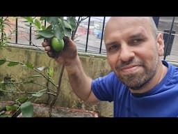 Transplante do jeito certo e salve suas plantas em vasos.