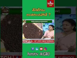 Bees Extinct? A Threat to Human Survival & Plant Life! : మనిషి భవిష్యత్‌కు ముప్పే! | hmtv Agri