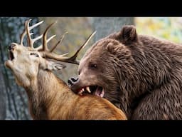 Attack of the Bears on the Reindeer...