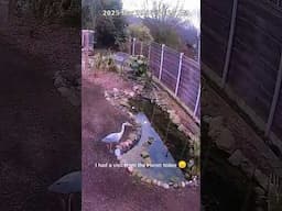 Heron Visits My Pond & Gets a fish 😔 🐠