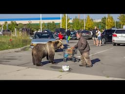 Insane Bear Videos Caught on Camera for 33 Minutes