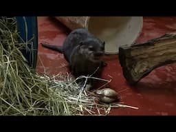 World Otter Day