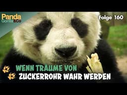 Zahnkontrolle für Panda Bao Bao im Zoo  | Panda, Gorilla & Co.
