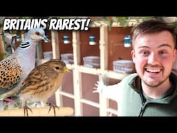 My *NEW* Conservation Breeding Aviary!