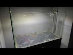 Good bye old tank... (and fishroom update)
