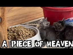 Rescue Babies!