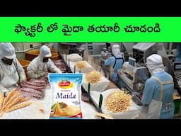Maida making process in factory | factory made |  bmc facts | interesting Facts | Telugu facts