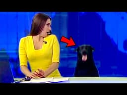 Best Animals News Bloopers Of The Decade
