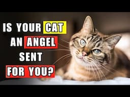 Why Cats Appear in Your Life When You Need Them Most