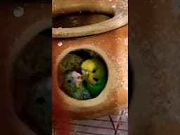 #birds #budgielove #budgiesfamily #budgies #babybudgies