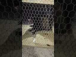 capturamos um Gambá ou Saruê com nossa armadilha infalível