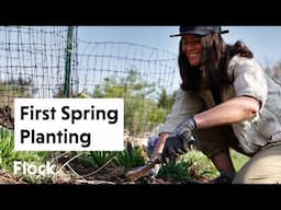 First Plantings of the Season: Anemone, Ranunculus, and Hellebores — Ep. 302