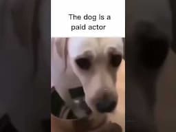 Daily Memes Pt:14 #memes #shorts #youtubeshorts