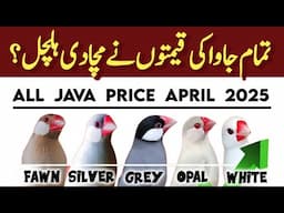 All java price April 2025 | java finch price in pakistan | Silver white fawn grey albino Java price