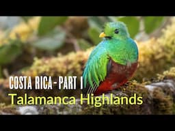 Amazing Costa Rica | Birds of the Talamanca Highlands | Orosi and Trogon Lodge | 2024