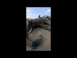 Elephant with Snare Cutting into his Trunk Gets Help | Sheldrick Trust
