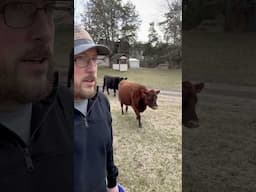 The cows escaped! 🐄🌽 #ferkofamilyfarm #mischievouscattle