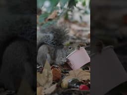 Squirrel licks ice-cream cup in London #squirrel #wildlife #london