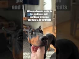 Sorry Bud #dog #funny #puppy #doberman #dobermanpinschers #dobermanpuppy #dogsfunny