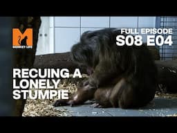 Rescuing A Lonely Stumpie | Season 8 Episode 4 | Full Episode | Monkey Life