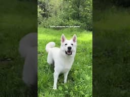 The photo that sealed the deal for us 😍 #whiteswissshepherd #bergerblancsuisse #shepherdpuppy #puppy
