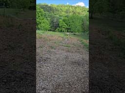 Blueberry weed control. #farmlifebestlife #garden #waildberries #fruitbearingplants