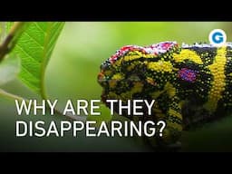 Chameleons of Madagascar: Beauty, Survival, and Illegal Trade