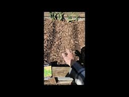 Succession Planting Spinach